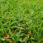 Buffalo lawn freshly mowed