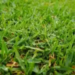 Buffalo lawn freshly mowed