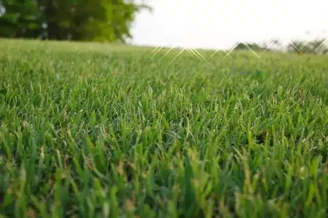 couch-lawn-mowed