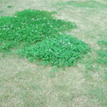 Blue haven lawn infested with clover