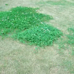 Blue haven lawn infested with clover