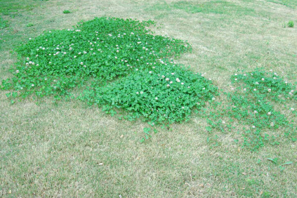Blue haven lawn infested with clover