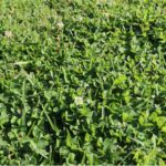 Clover Infested Lawn