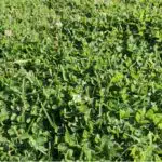 Clover Infested Lawn