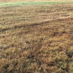 Heat Stressed Lawn in Swansea